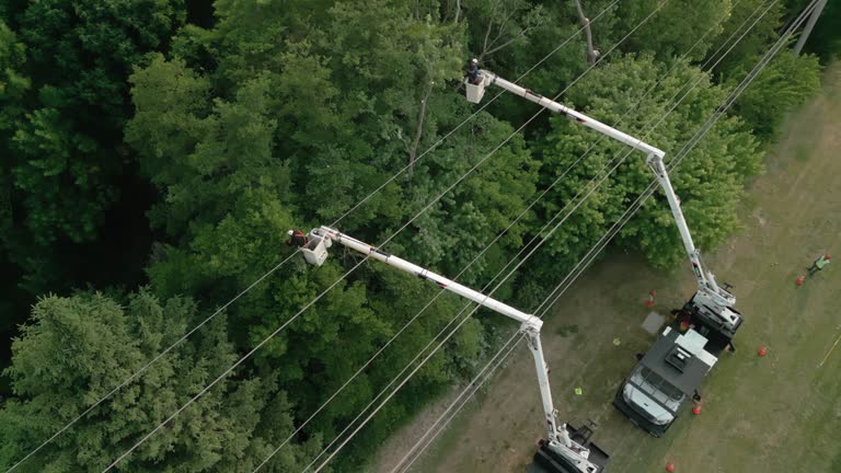 How Our Tree Care Process Works  in Lakeport, CA